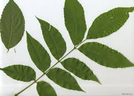 Image result for Carya illinoinensis