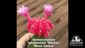 A big moon cactus is a great combination of two cacti grafted together. Quick Peek Gymnocalycium Mihanovichii Hibotan Moon Cactus Flowering Youtube