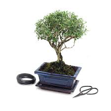 Find many great new & used options and get the best deals for planters choice bonsai starter kit at the best online prices at ebay! All Things Bonsai Bonsai Trees Kits Pots Feeds Tools