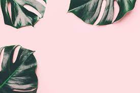 Download Monstera Green Leaves On Pink For Free Desktop Wallpaper Art Macbook Air Backgrounds Destop Wallpaper
