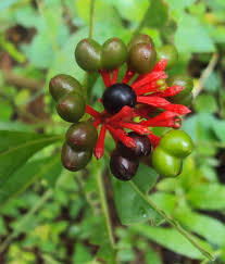 Image result for Rauvolfia mannii