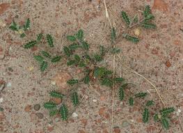 Image result for Tribulus excrucians
