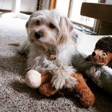 Check spelling or type a new query. Rescue And Adoption Straw For Dogs