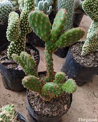 However, they can do well even if the soil is somewhat outside this ph however, you can prepare a cactus soil to keep your pothos in it. The Best Cactus Succulent Soil For Maximum Growth Recipe Florgeous