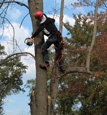 To ensure that your home's trees and landscaping maintain as high a level of beauty, value, and reliability as possible, consider some of these essential palm harbor landscaping and palm harbor tree services for your home Tree Service Hudson Tree Service Pasco Tree Removal