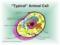 Fun demonstration of cell biology using food to make an animal cell model for kids. Cell Structure Function 2 2 K