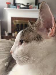 In this role you will: Honoring National Cat Day 3 Low Cost Spay Neuter Resources In Birmingham Plus Pets Of Bham Now