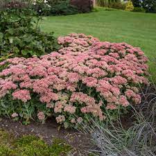 We did not find results for: Sedum Autumn Joy Herbstfreude Walters Gardens Inc