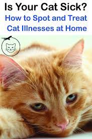 Pin On Cat Health