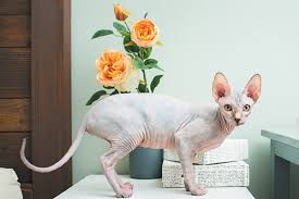 Shop the top 25 most popular 1 at the best prices! The Sphynx Cat The Naked Truth About This Hairless Breed Catster