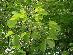 Image result for Hevea brasiliensis