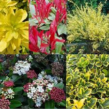 We did not find results for: Bargain Hardy Evergreen Shrub Collection Selection Of 5 Garden Varieties