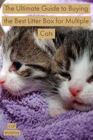 Did You Know The Number One Reason Why Cats End Up In Shelters Is Due To Litter Box Avoidance Mama Cat Cats Excited Cat