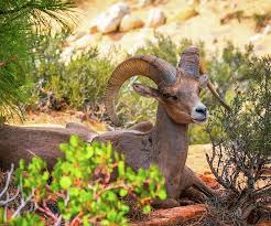 Wildlife Photography Of Desert Bighorn Sheep In Zion National Park Utah Wildlifephotography Wildlifeart Wildlife Uta Wildlife Photography Wildlife Animals