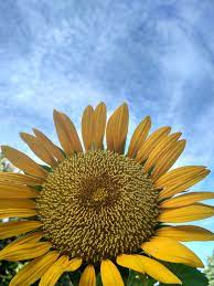 Bunga matahari ini juga tumbuh tegak dan selalu sahabat biologi pasti tidak asing dengan bunga matahari kan, bunga yang identik dengan warna kuning ini memang menjadi favorit oleh banyak orang. Agriculture Sains Bunga Matahari Helianthus Annuus L