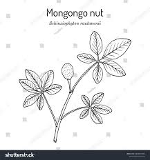 Image result for Schinziophyton rautanenii