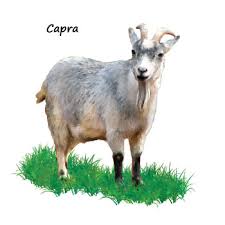 Imagini de colorat cu animale domestice fise imagini pentru copii cu vaci pentru copiii care indragesc animalele domestice in special vacutele am postat cateva cartoon cow animated cow. Imagini Cu Animale Si Pasari Domestice