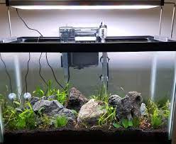 10 Gallon Stocking Ideas Please Betta Neon Tetra Etc The Planted Tank Forum