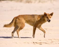 Active wild animal facts did you know that the dingo is a subspecies of the grey wolf? Dingo Kidcyber