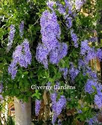 Image result for Petrea volubilis