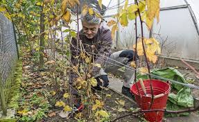 Die 3 Wichtigsten Gartenarbeiten Im November Garten Bepflanzen Garten Pflanzen Und Pflanzen