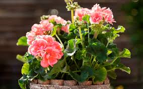 Image result for foto muškáty