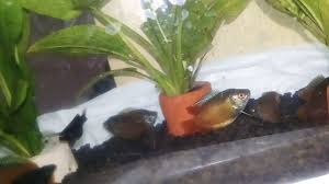 We did not find results for: Ikan Sepat Merah