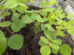 Image result for Hygrophila okavangensis