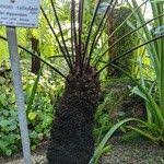 Image result for Blechnum tabulare
