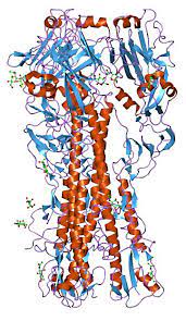 A virus is a submicroscopic infectious agent that replicates only inside the living cells of an organism. File 1918 Influenza Virus Hemagglutinin Png Wikipedia