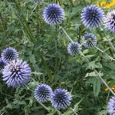 Image result for Sphaeranthus flexuosus