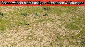 Vorher wächst rasen einfach nicht schnell genug. Rasen Wachst Nicht An Neu Angelegter Gesater Rasen Wachst Nicht Was Tun Hilfe Ursache Youtube