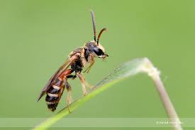 Image result for Lipotriche