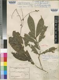 Image result for Campylospermum vogelii