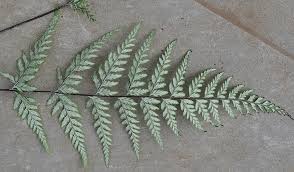 Image result for Pityrogramma aurantiaca