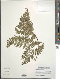 Image result for Nothoperanema squamiseta