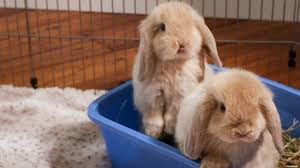 See more ideas about lop bunnies, holland lop bunnies, holland lop. Baby Bunny Update 7 Week Old Holland Lop Bunnies Youtube