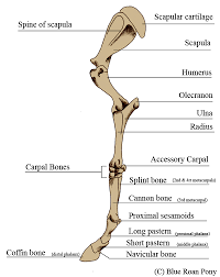 Check spelling or type a new query. Human Leg Bone Structure Human Anatomy Details