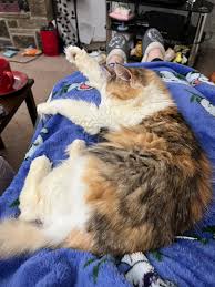 Coffee Aka now Pixie which she answers to, is well and truly settled,  eating really well and found comfy knees to sit