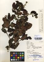 Image result for Mystroxylon aethiopicum