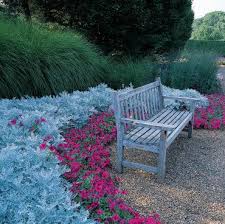 Image result for Cineraria deltoidea