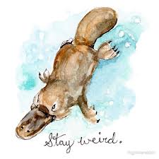 Stay Weird Platypus Watercolor Painting Sticker By Fugitiverabbit Platypus Watercolor Paintings Watercolor Animals