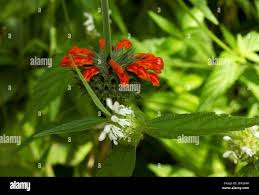 Image result for Leucas