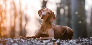 Image result for maďarský krátkosrstý ohař