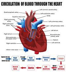 What Are The Parts That Make Up A Human Heart Diagrams And More Human Heart Diagram Heart Diagram Heart Valve Disease