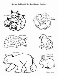 Animal Coloring Pages Pdf Fresh Baby Animals Of The Deciduous Forest Coloring Page In 2020 Animal Coloring Pages Animal Coloring Books Coloring Books