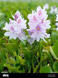 Image result for Pontederiaceae