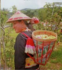 Di malaysia, epal hanya tumbuh di beberapa kawasan seperti di bakelalan sarawak. Tahukah Anda Ladang Epal Terbesar Di Malaysia Terletak Di Ba Kelalan Sarawak Kartel Dakwah