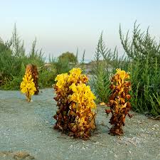 Image result for Cistanche