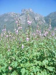 Image result for Ceratotheca triloba